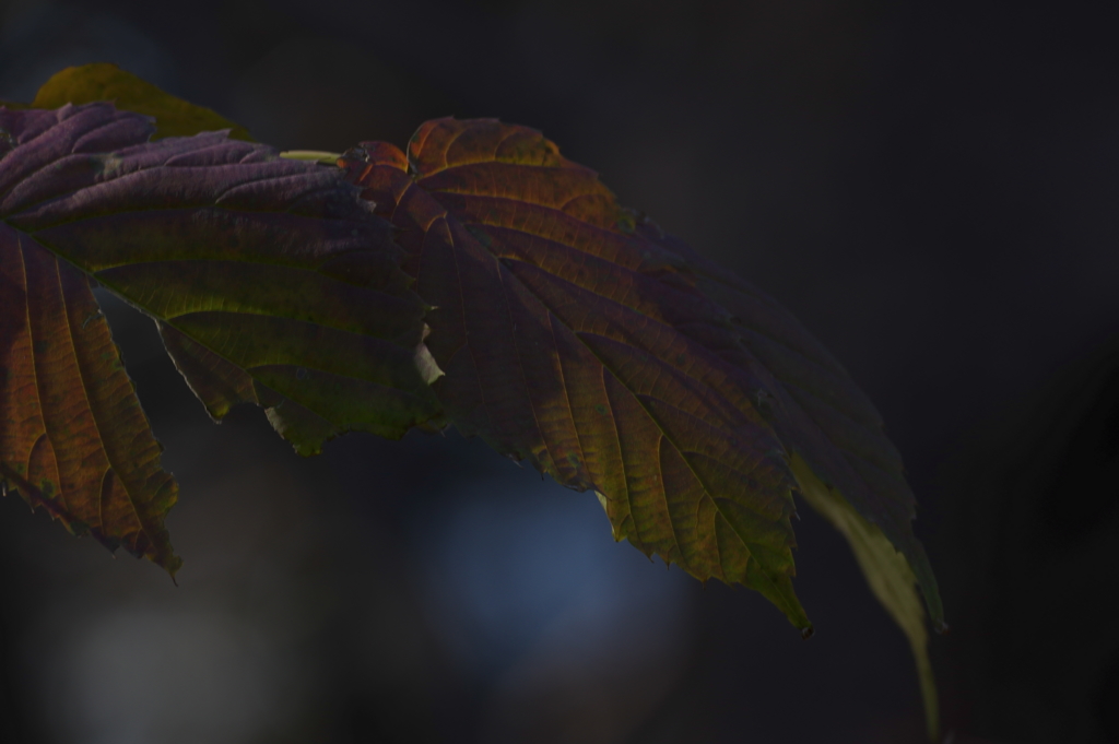 レインボーな紅葉　その１