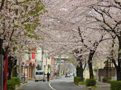 桜のトンネル