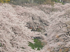 千鳥ヶ淵の桜