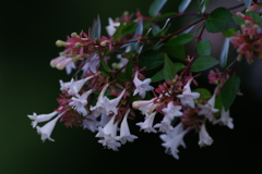 路上の花（２）