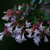 路上の花（２）
