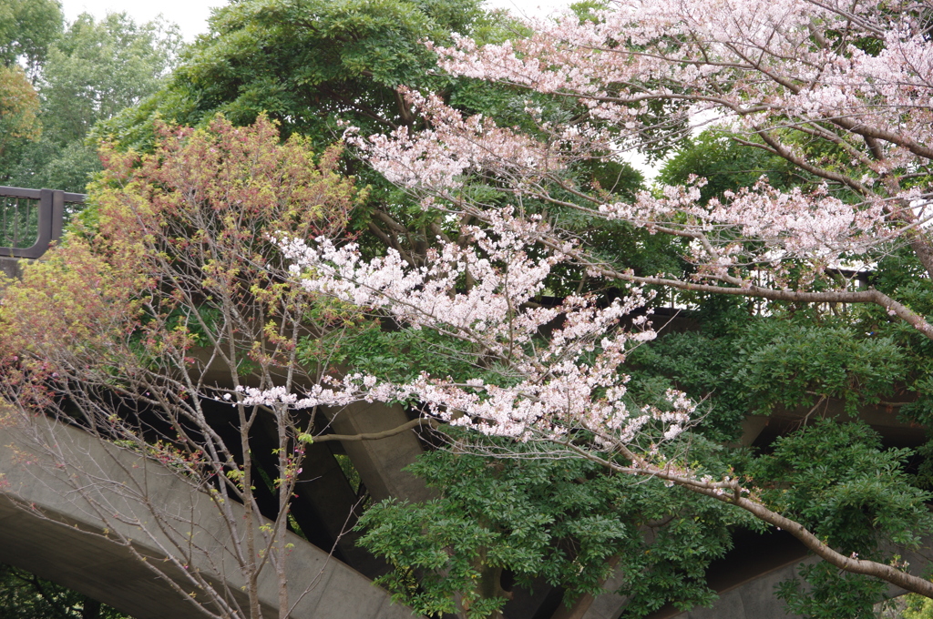 アーチと桜