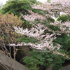 アーチと桜