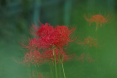 異界の花