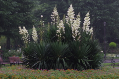 77mm行脚 - 雨の日比谷公園　その５