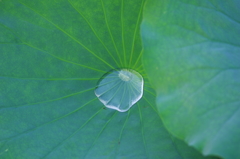 雨の名残