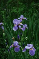 菖蒲？