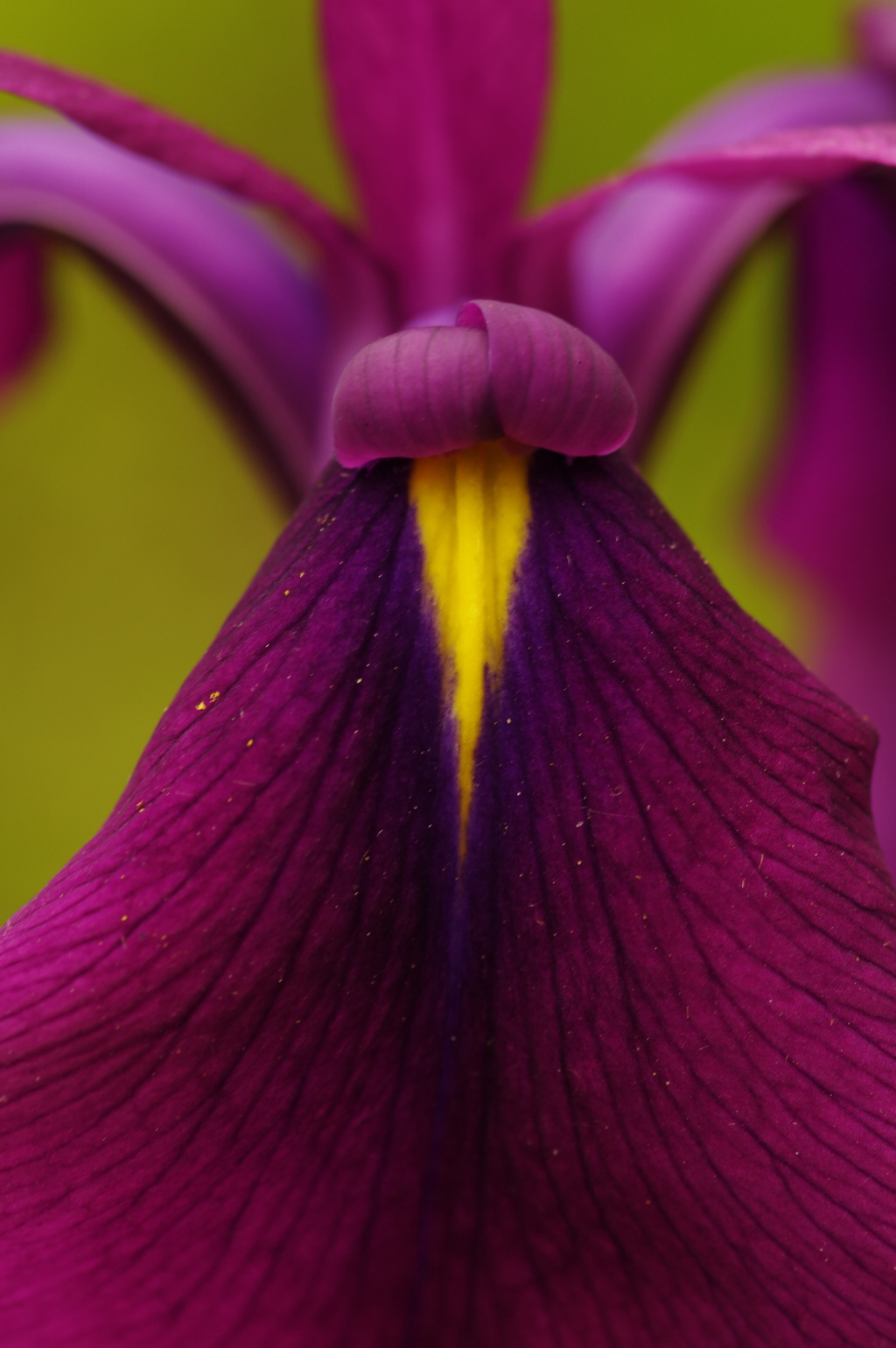 菖蒲