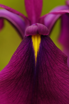 菖蒲