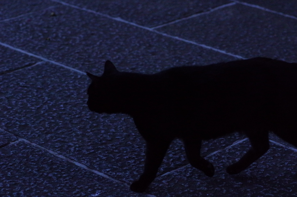 黒い影