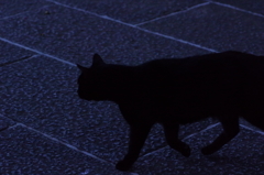 黒い影