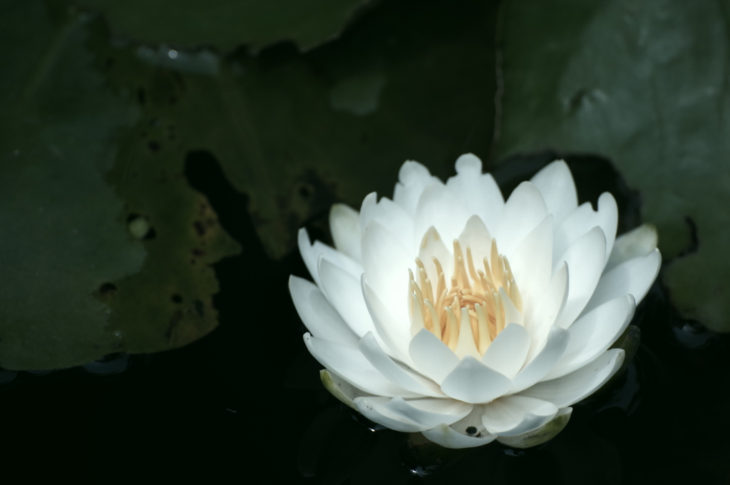 睡蓮