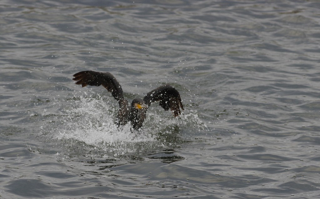 Hard Landing