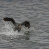 Hard Landing