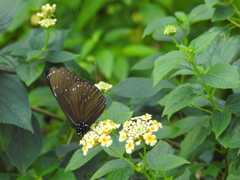 多摩動物公園　昆虫生態園（４）