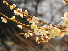 白梅