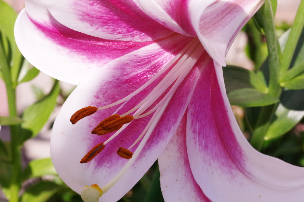道端の花 - アマリリス