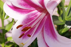 道端の花 - アマリリス