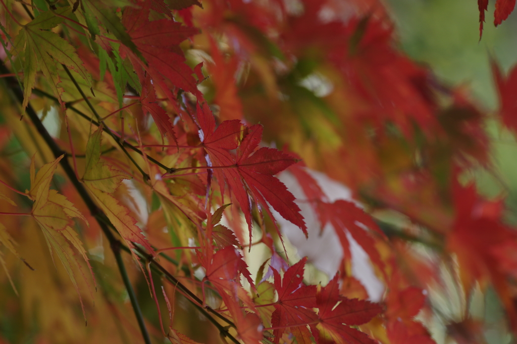 紅葉 - 写実派と印象派