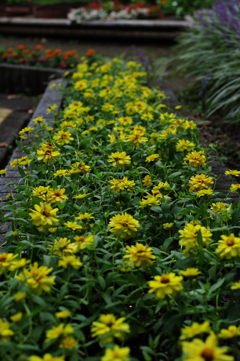 花壇