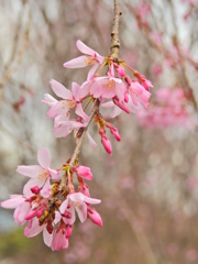 千鳥ヶ淵の桜