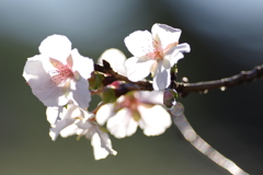 十月桜　その１