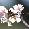 十月桜　その１