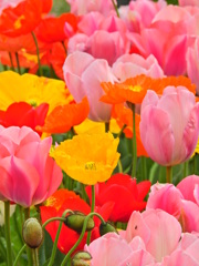 春の花壇