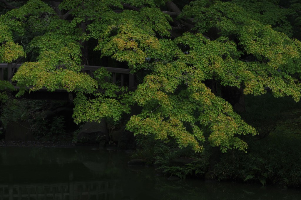 77mm行脚 - 雨の日比谷公園　その３