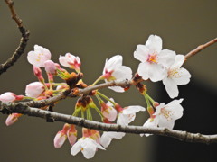 千鳥ヶ淵の桜