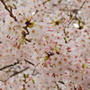 千鳥ヶ淵の桜