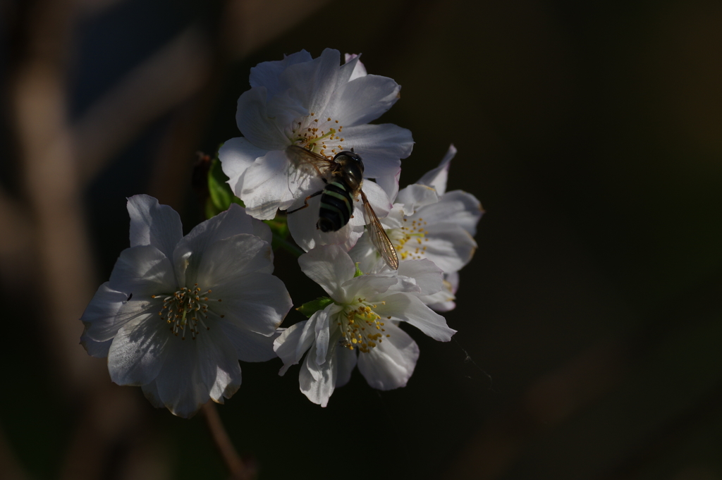 十月桜と花虻