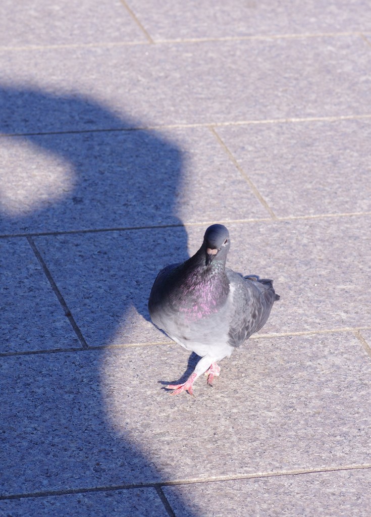 僕の影と鳩