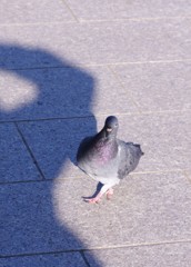 僕の影と鳩