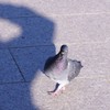 僕の影と鳩