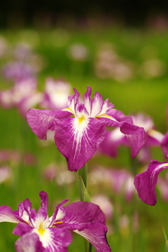 菖蒲園