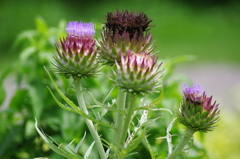 Flower of Scotland