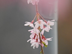 千鳥ヶ淵の桜