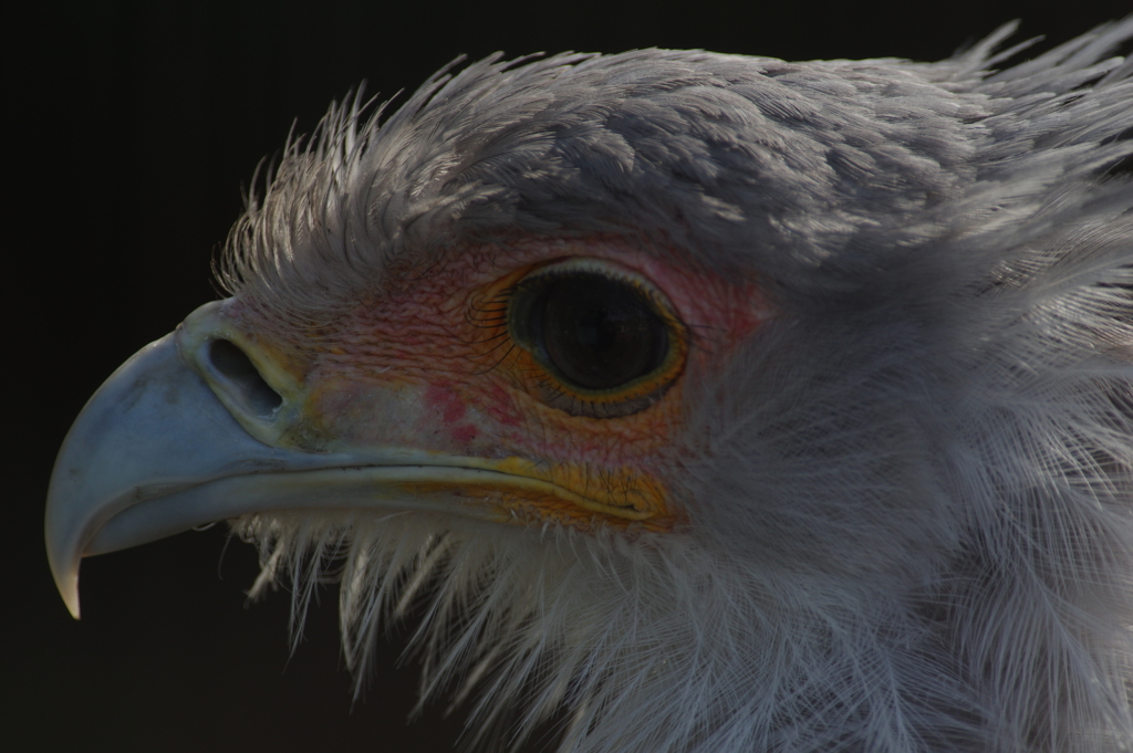 鳥人大系　その２