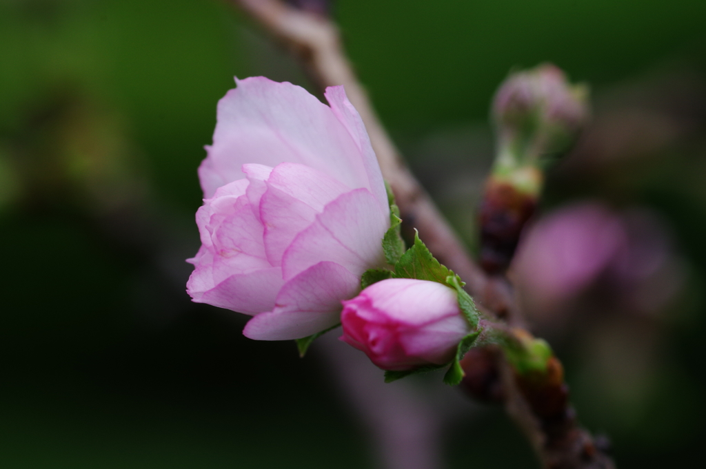 十月桜　その２