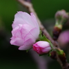 十月桜　その２
