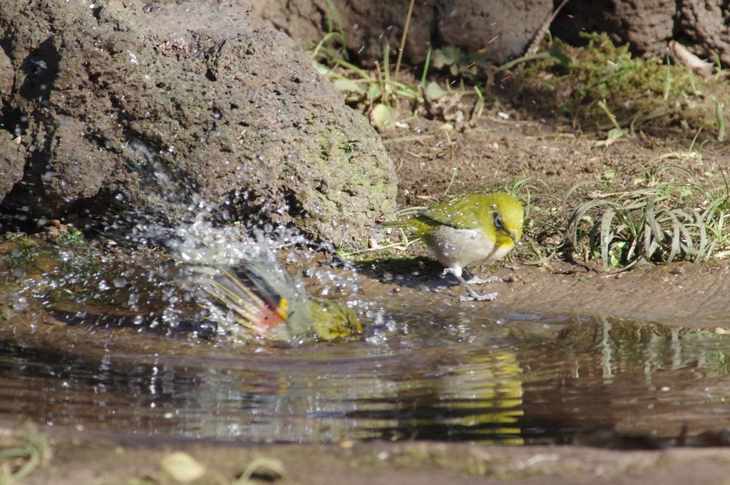 洗面相思鳥が迷惑そうな目白