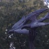 平和を告げる鳥
