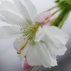 十月桜　その１