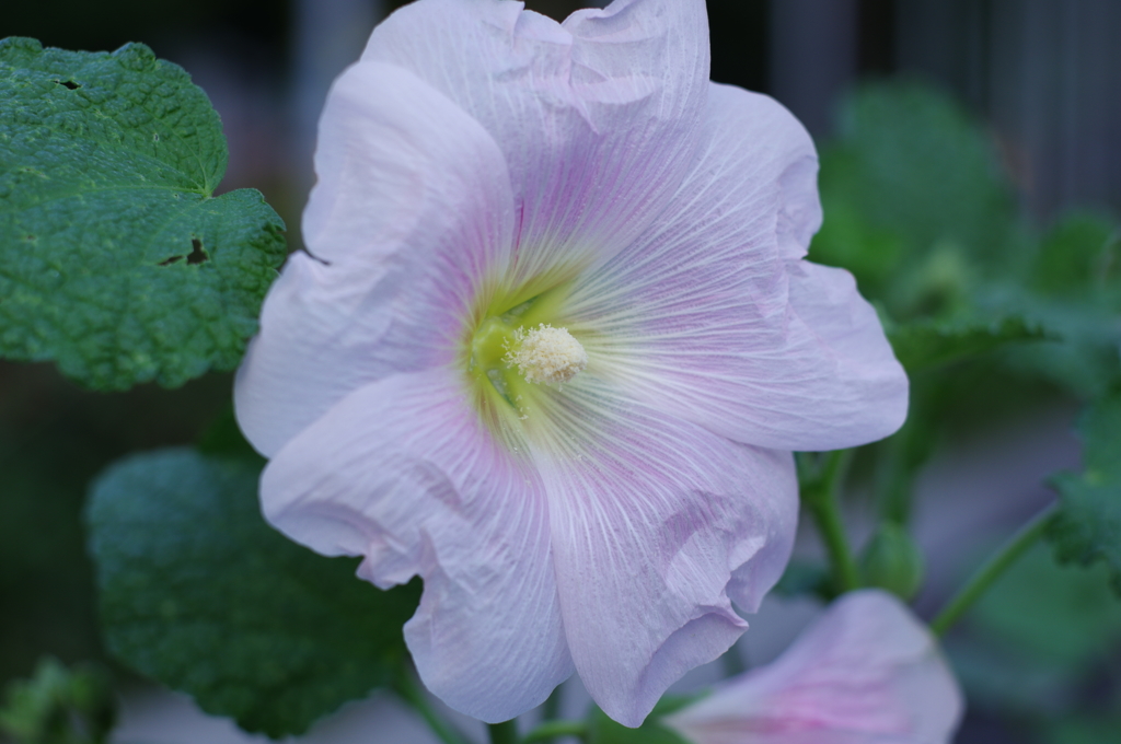 路上の花（２）