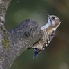 アクロバット、再び