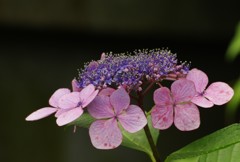 さらば紫陽花の光