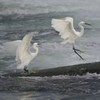 ４枚組写真　- サギの喧嘩　その４