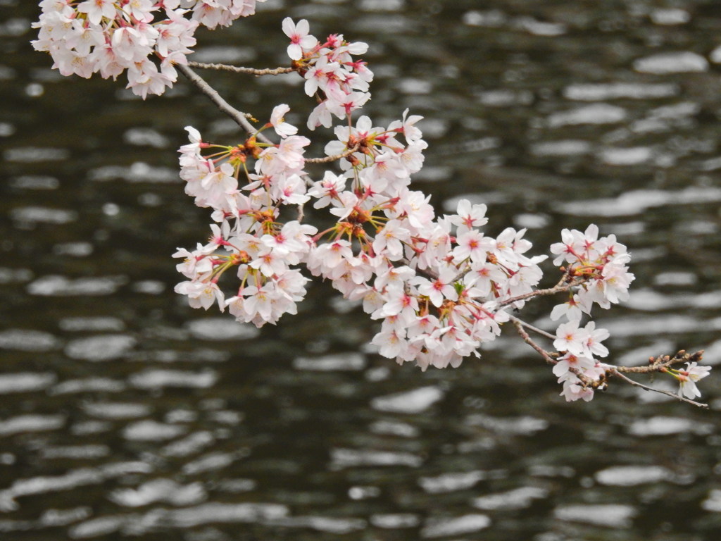 水路の上の桜