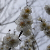 白梅　その３